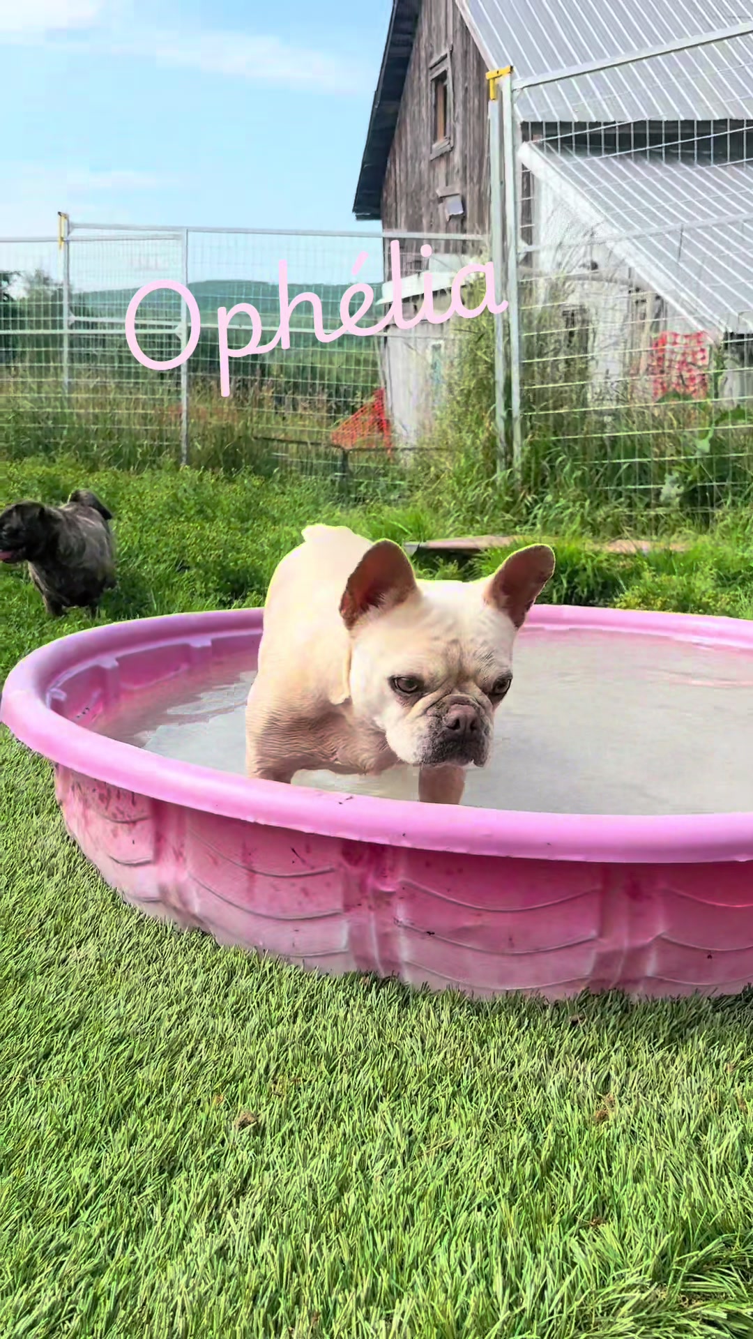 @St&eacute;phanie | PugsFrenchies 💜🐶