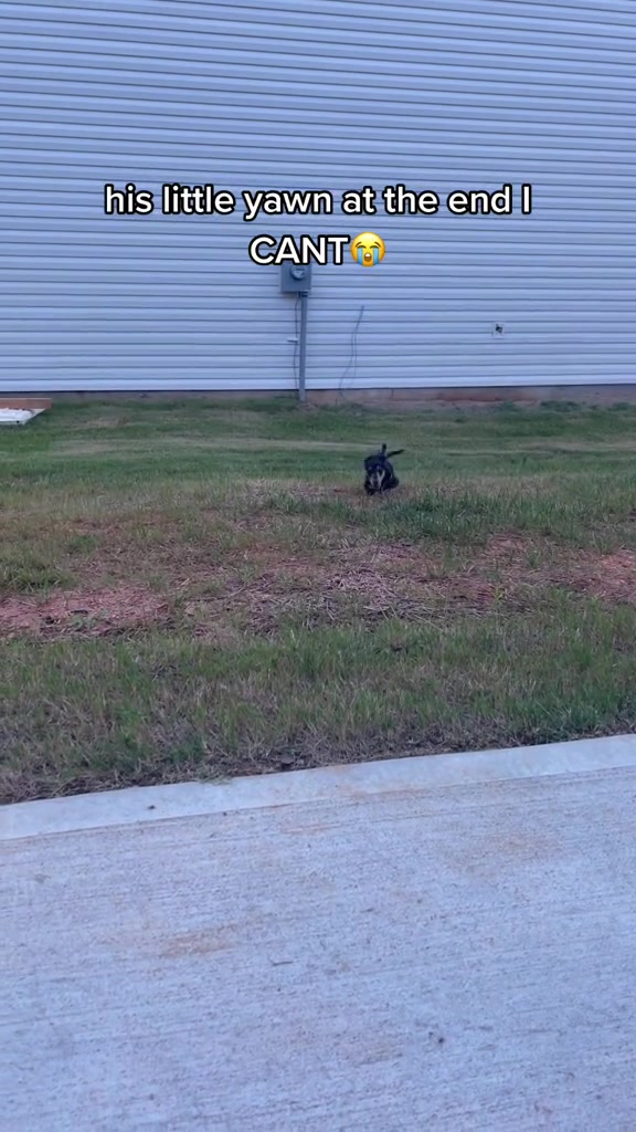 @Henry the mini dachshund