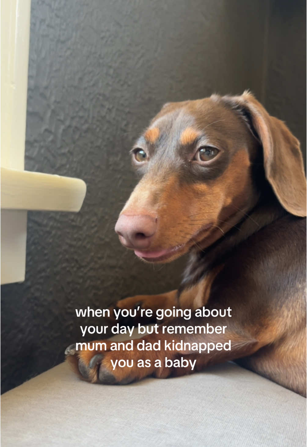 @rhubarb the doggo