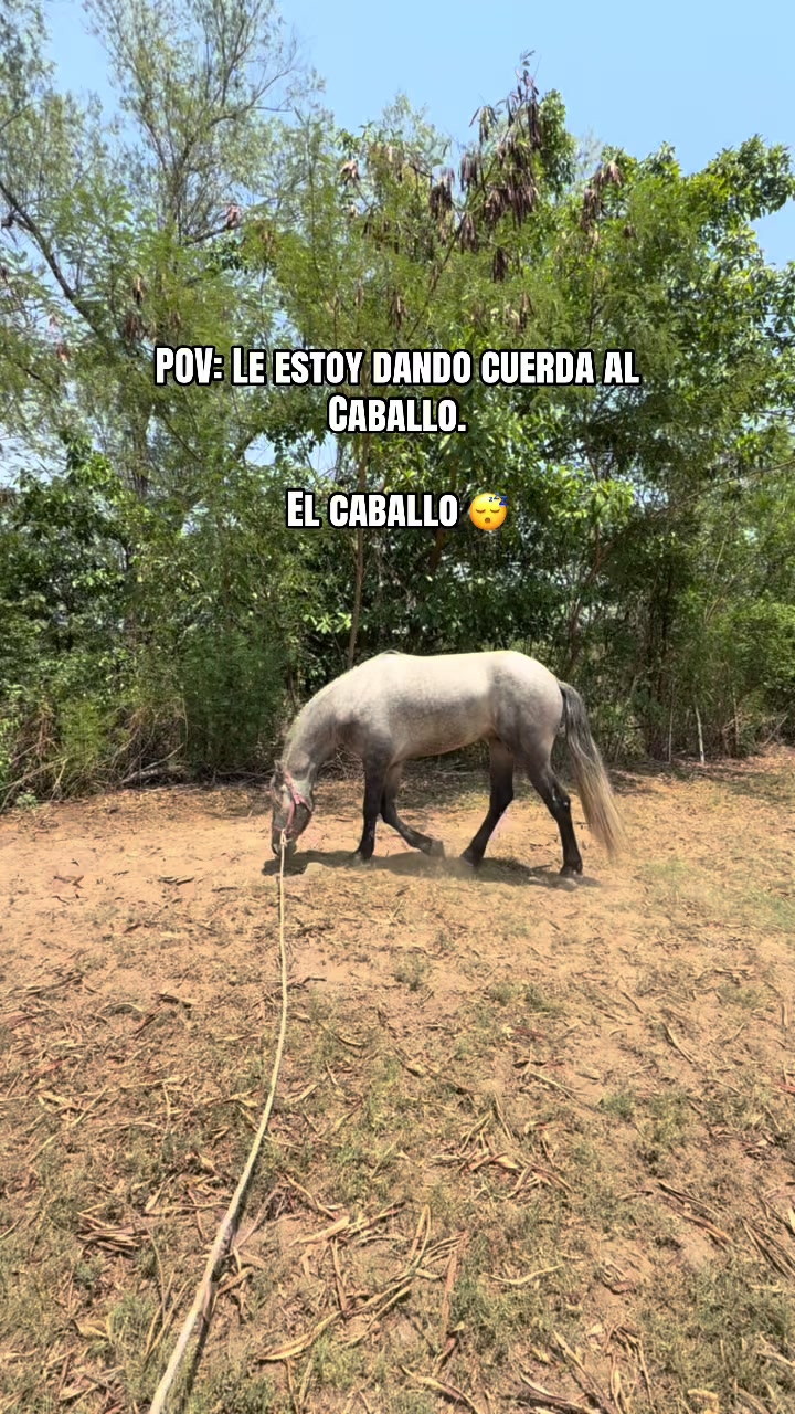 @reydelcaballo.gt