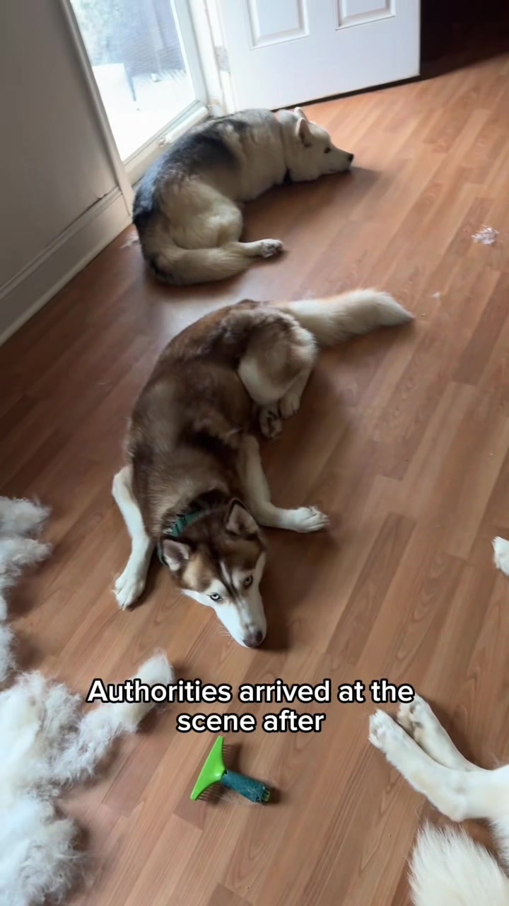 @FourHuskyteers