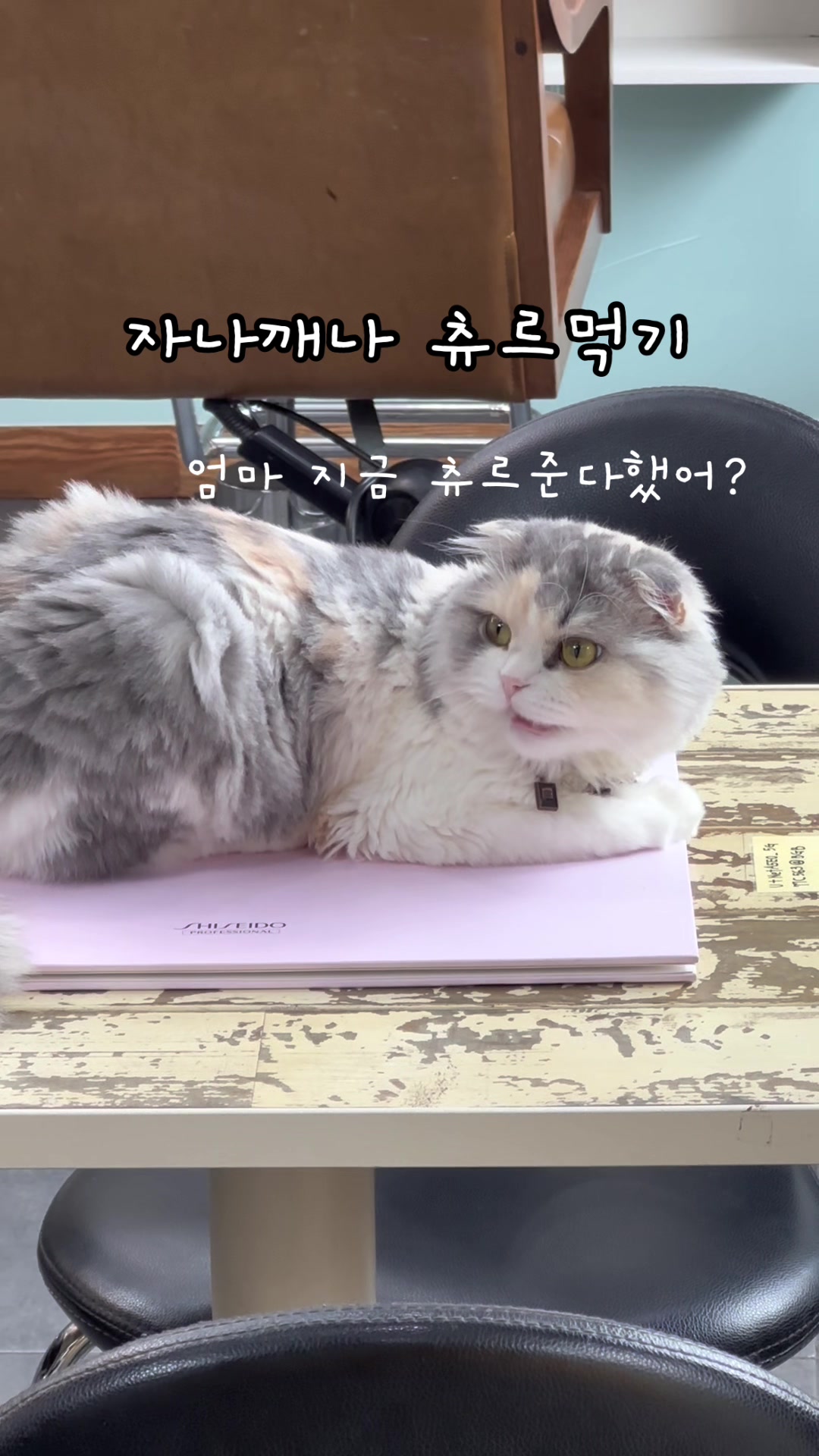 @미용실 고양이 뽀