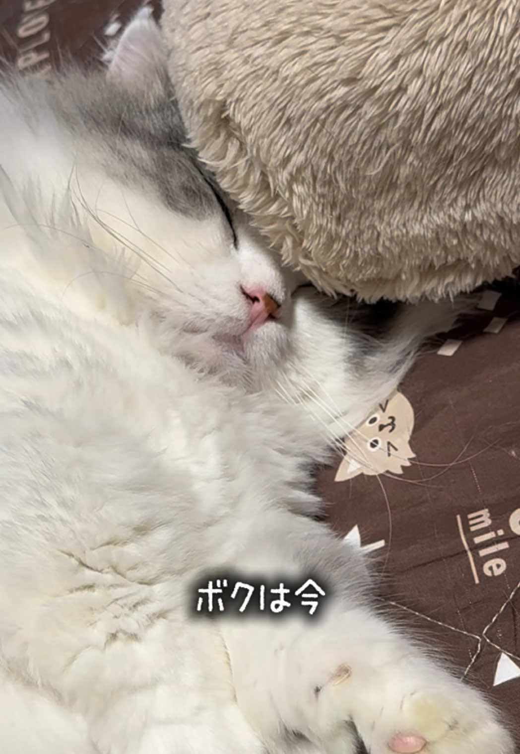@ネコたまちゃんねる