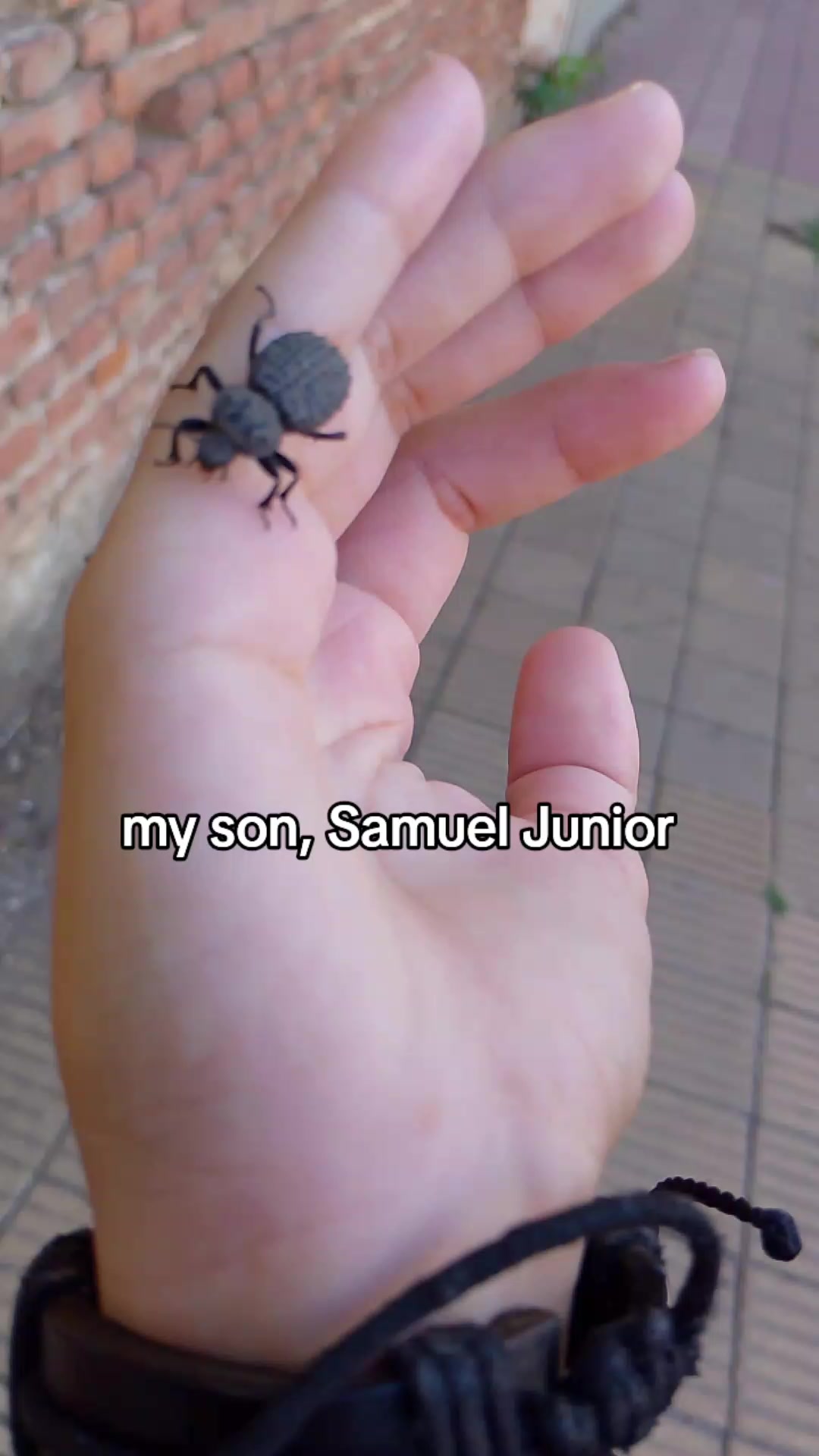 @Samuel🦑🐇/🪲