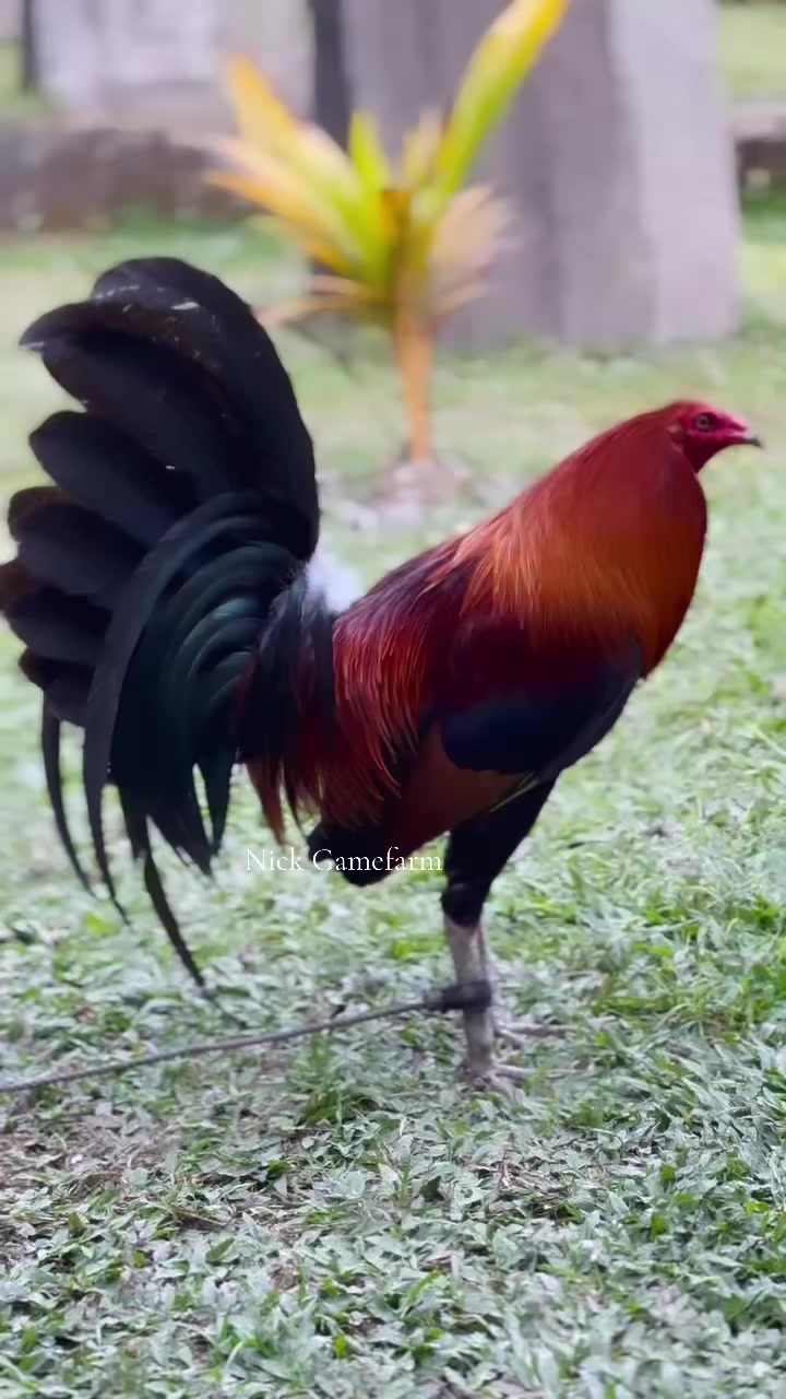 @NICK GAMEFARM