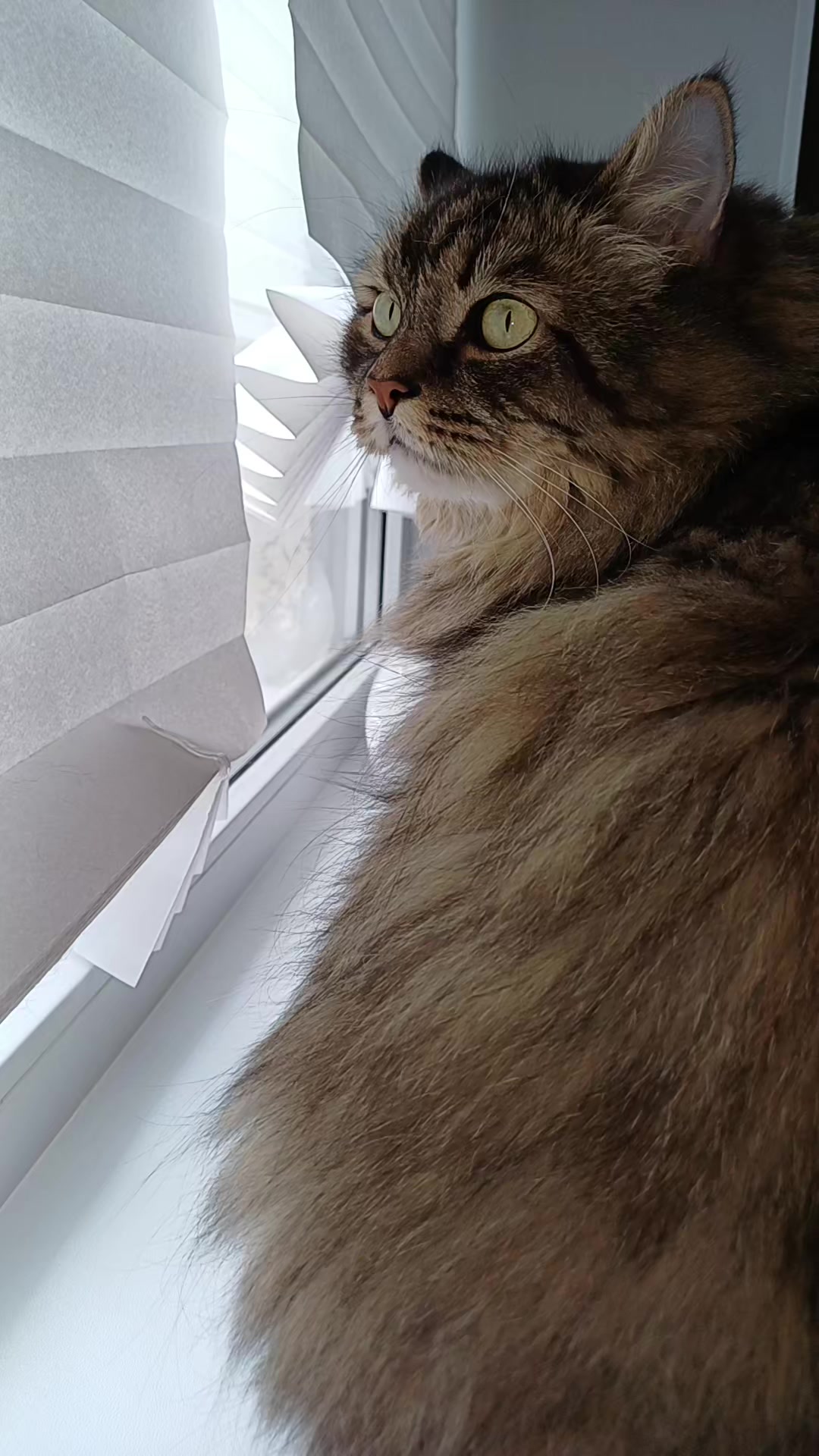 @cat_bayun_