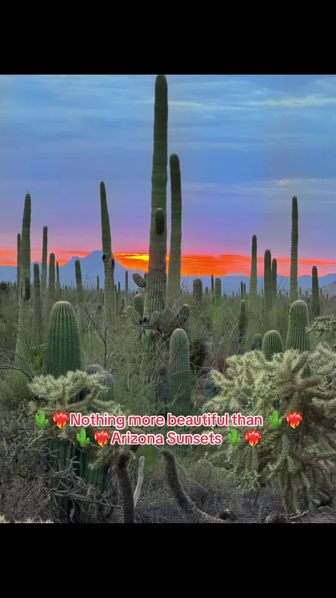 @🌵🌺Alejandra🌺🌵