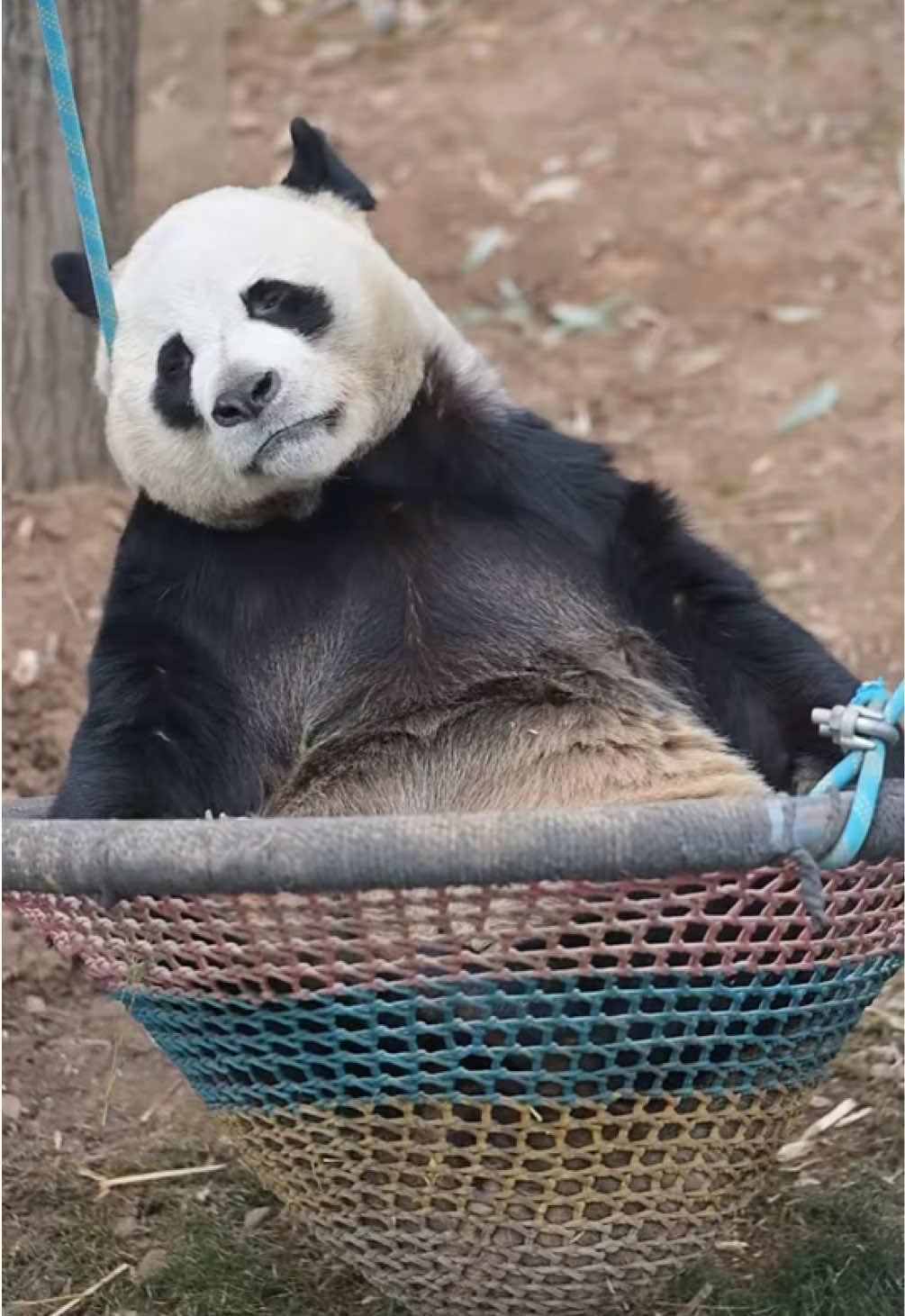 @Cute Animals 🐼