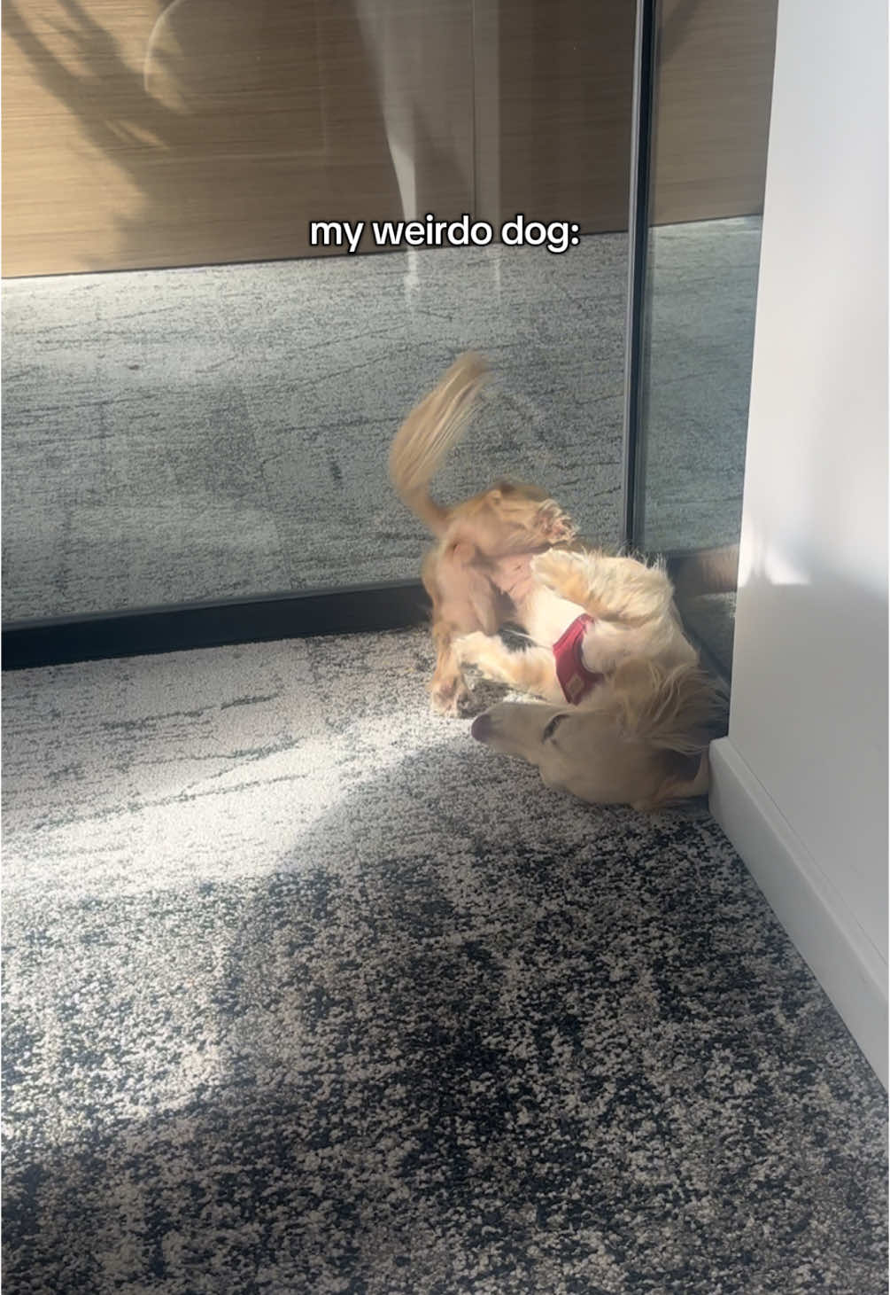 @Bisou 🤍 Cream Mini Dachshund