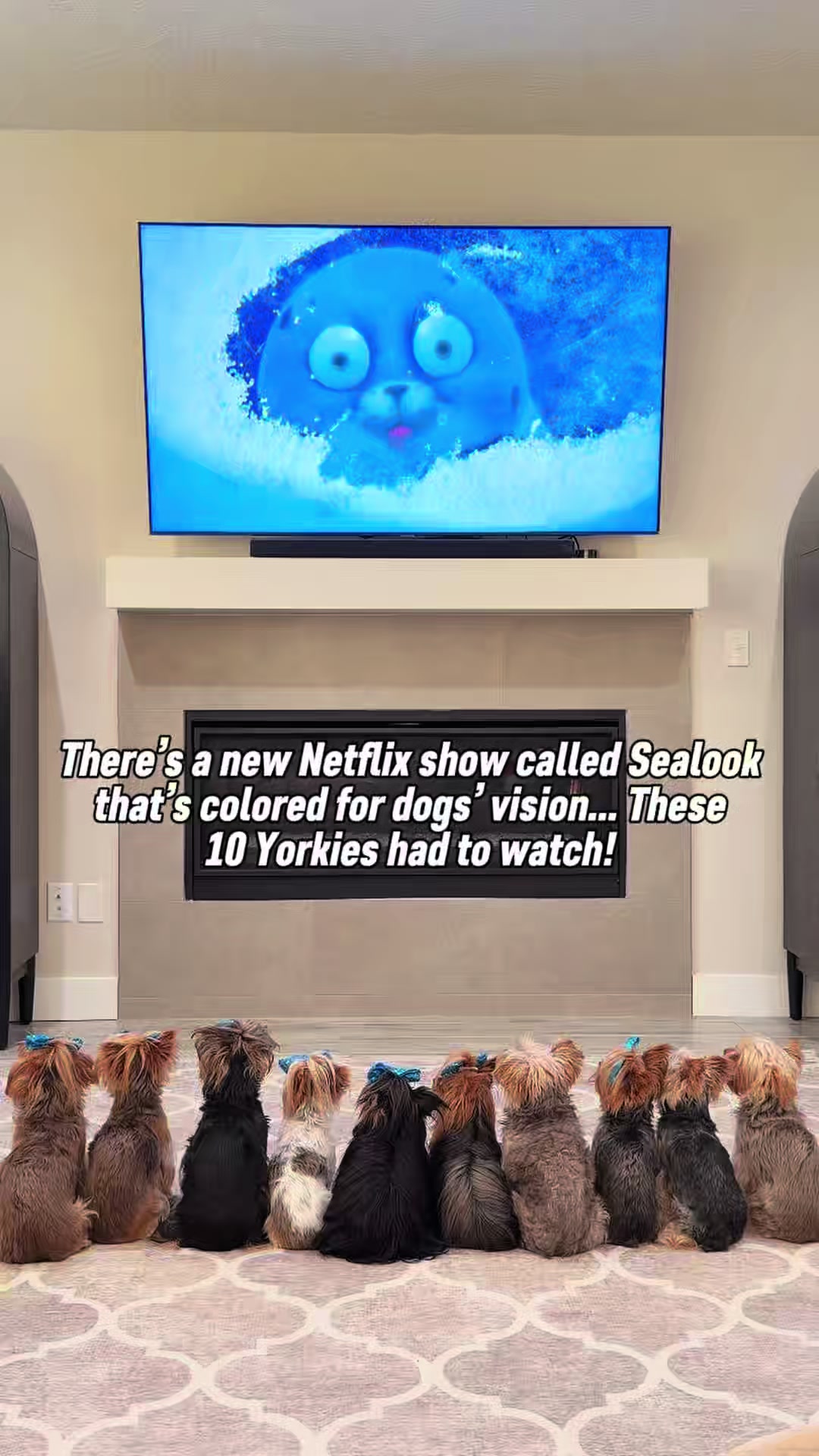 @The Utah Yorkies