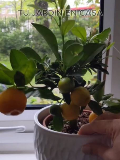 @Tu jard&iacute;n en casa