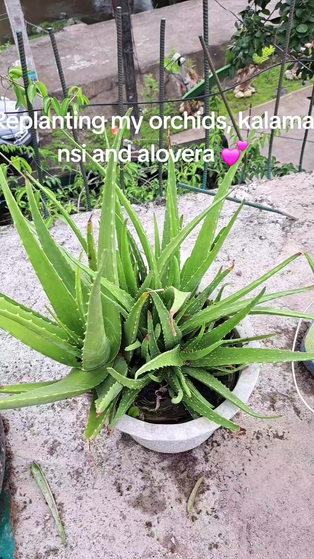 @Mercelie061069plantitaByahera