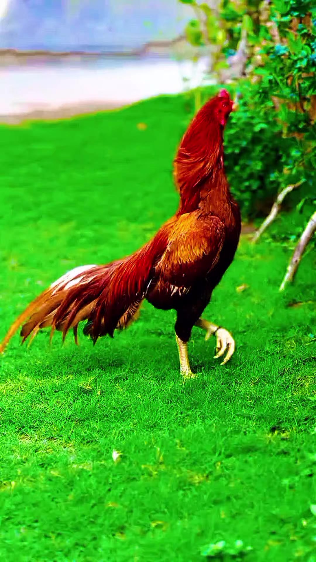 @🐓 ASEEL SHOK 🐓