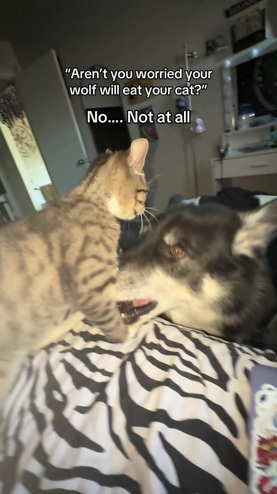 @copyalliecat