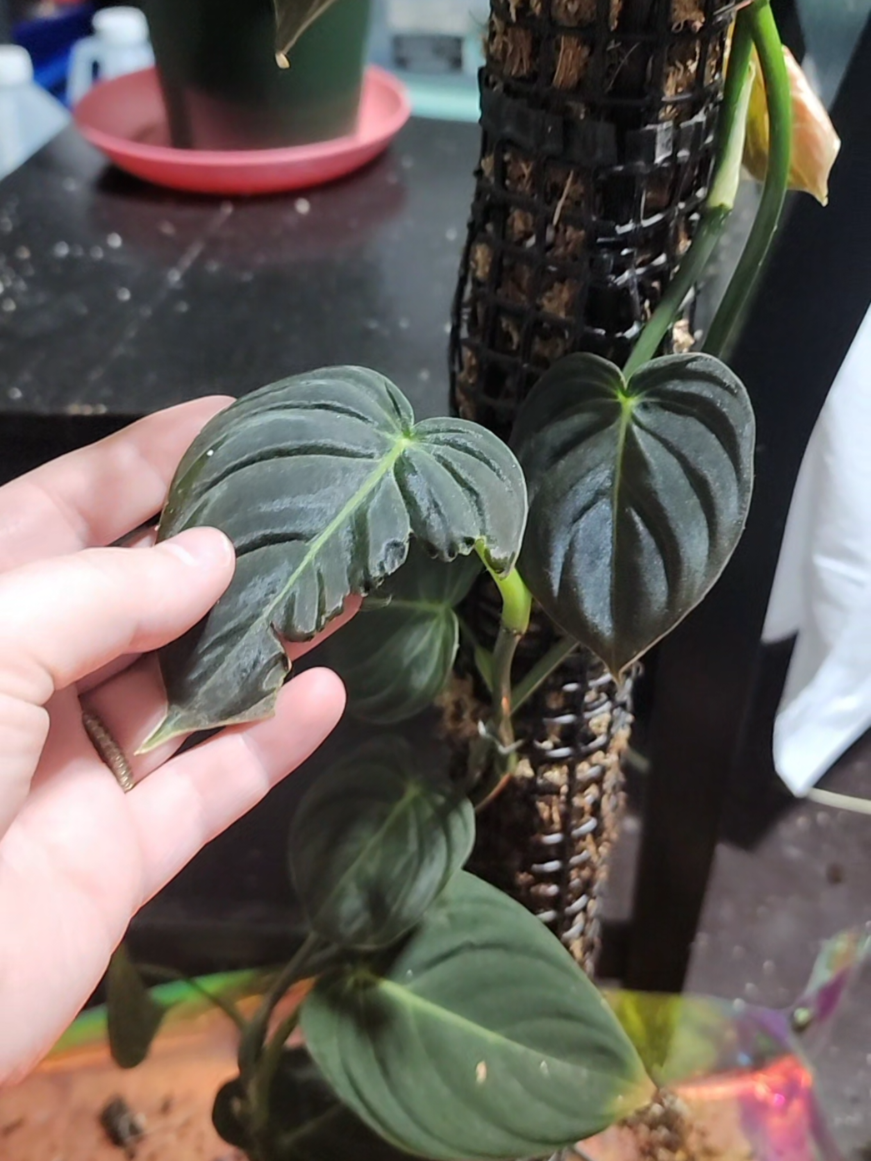@PlantiStasia
