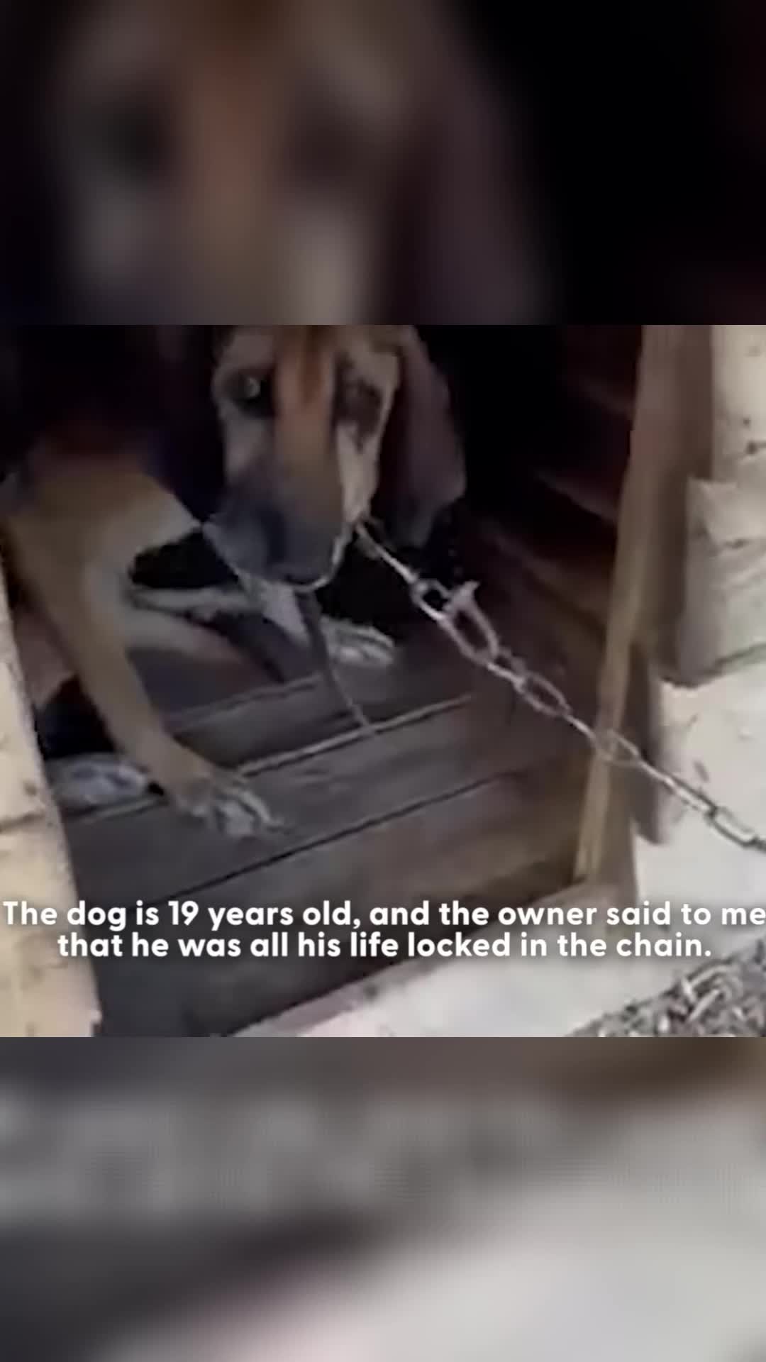 @Animals Stories