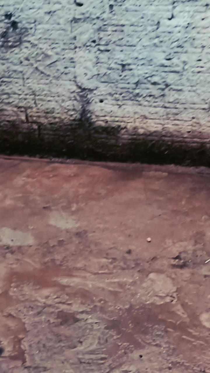@🇧🇷 catchôrros_ᴄᴜɪᴜᴅᴏ 🇧🇷