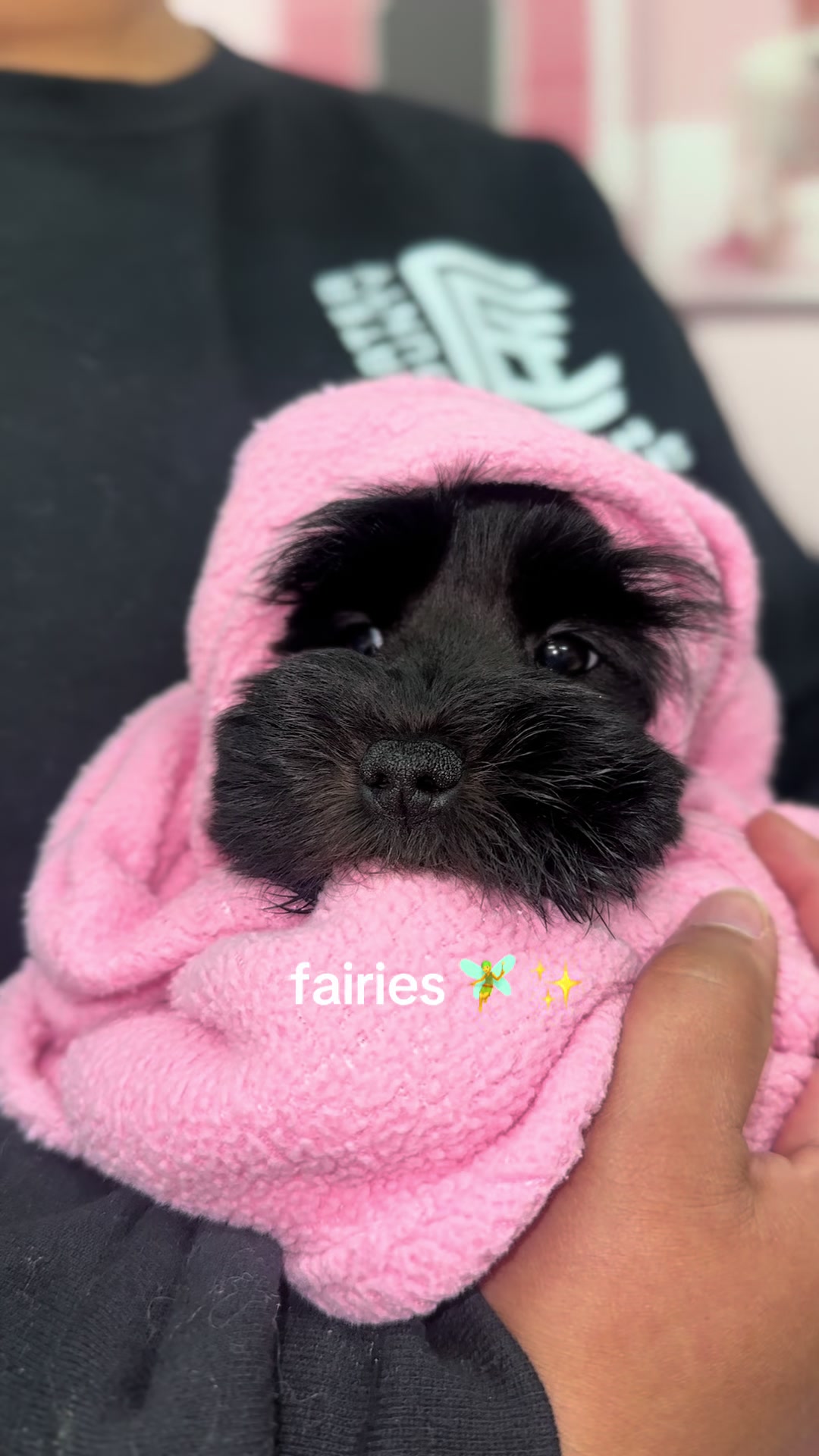 @Furry Babies