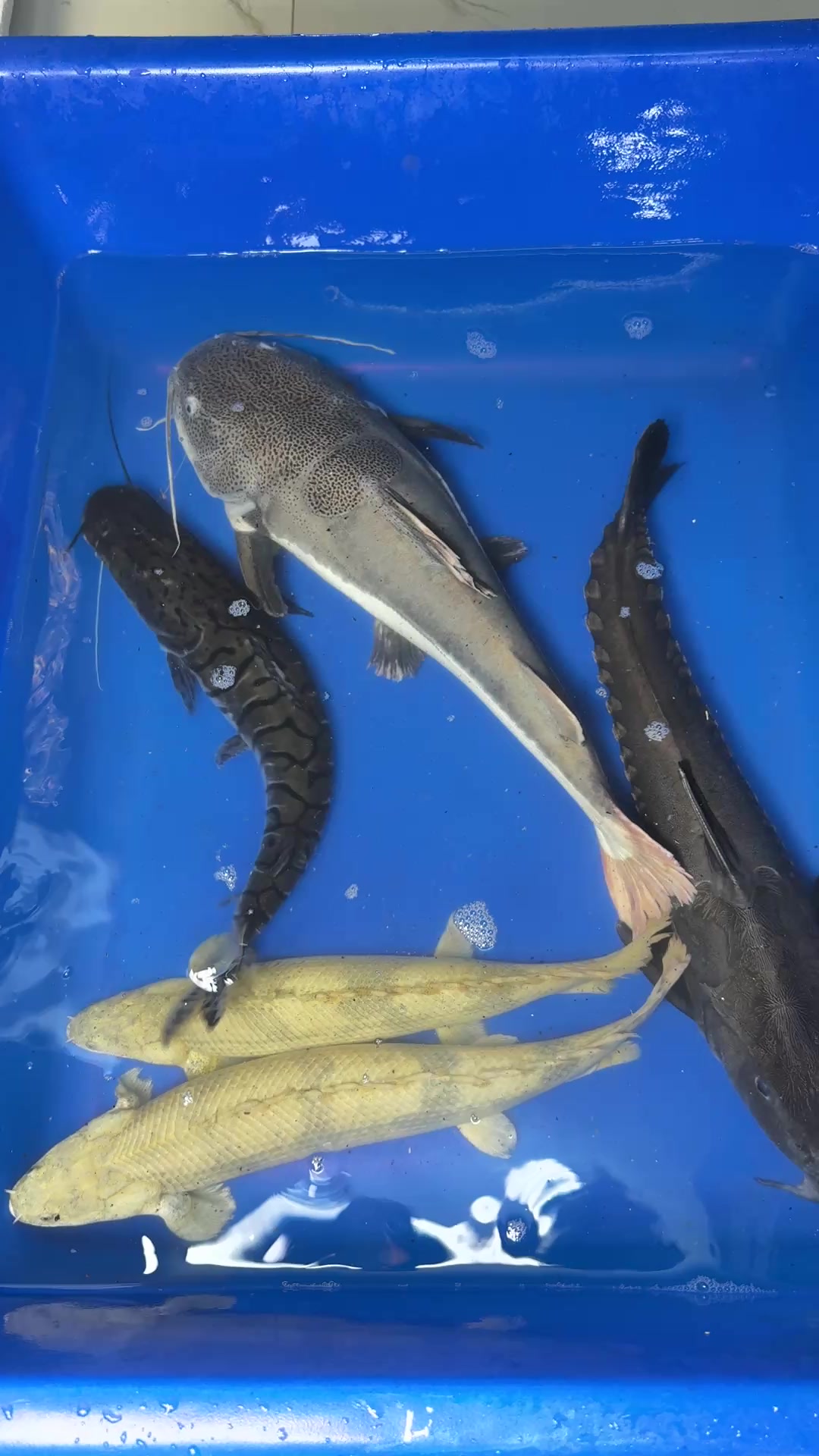 @Phát Đạt Bán Cá 😎🐠🦈