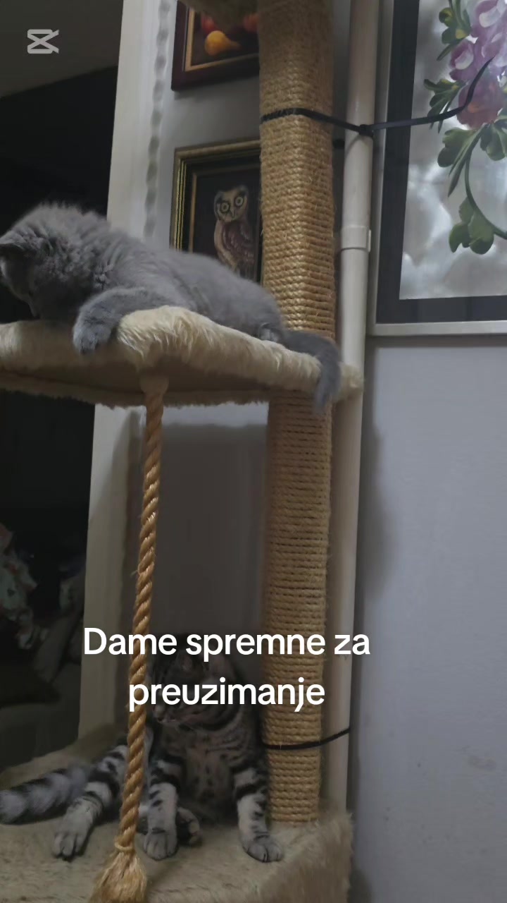 @Britanske Kratkodlake mačke