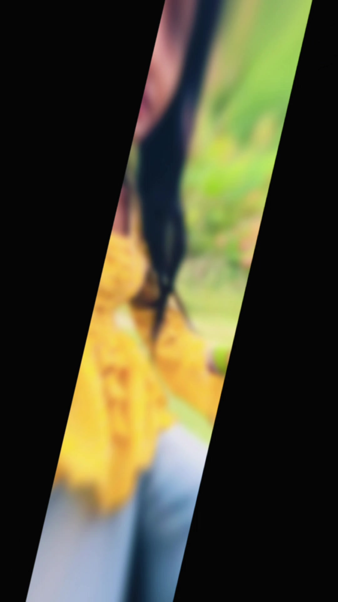 @๐ฆ๐๐ฆ๐๐๐๐ฆ