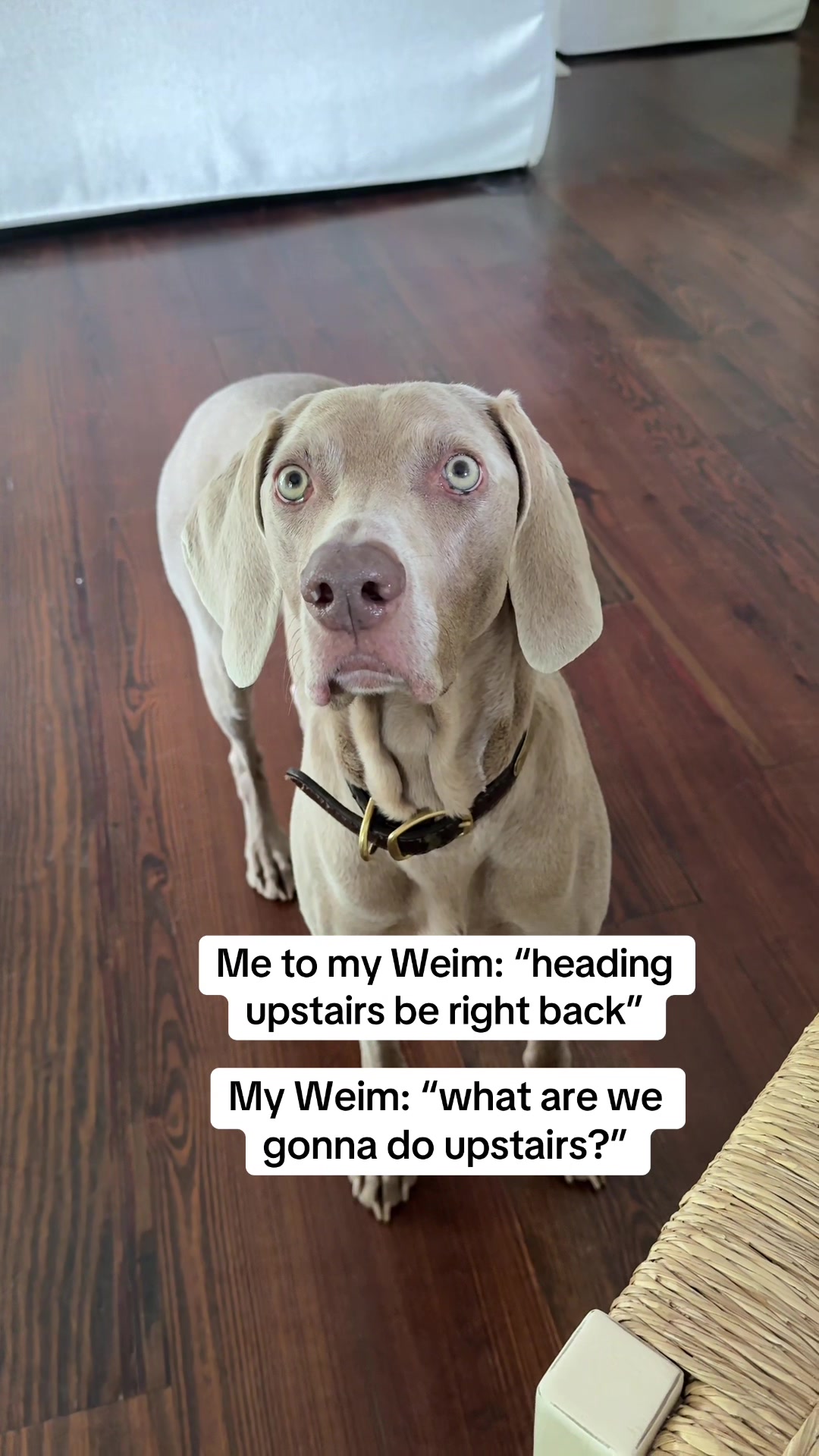 @Zoey the Weim
