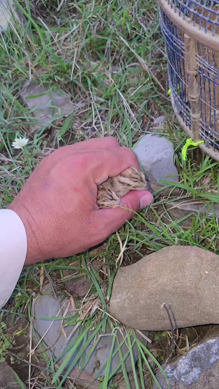 @Birds Lover