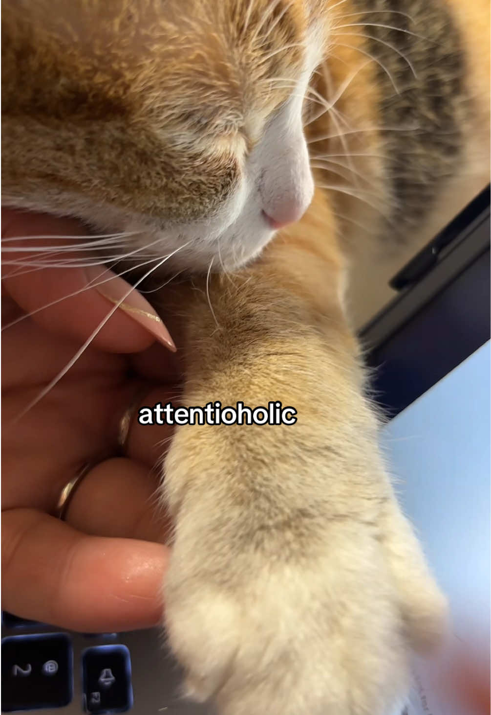 @Meowster_World