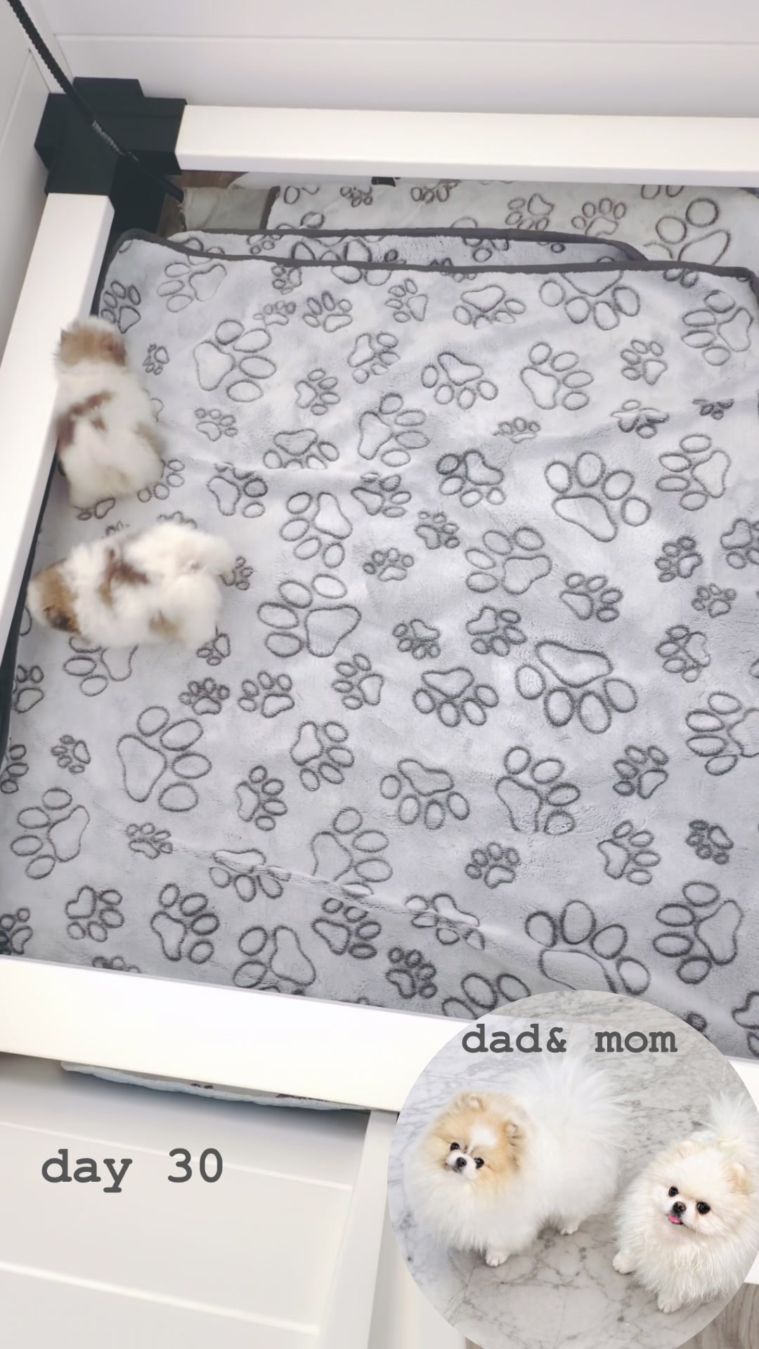 @pupsrepublicusa