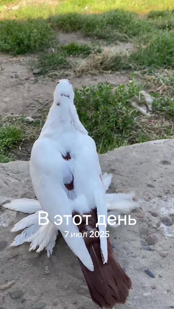 @facts🇷🇺