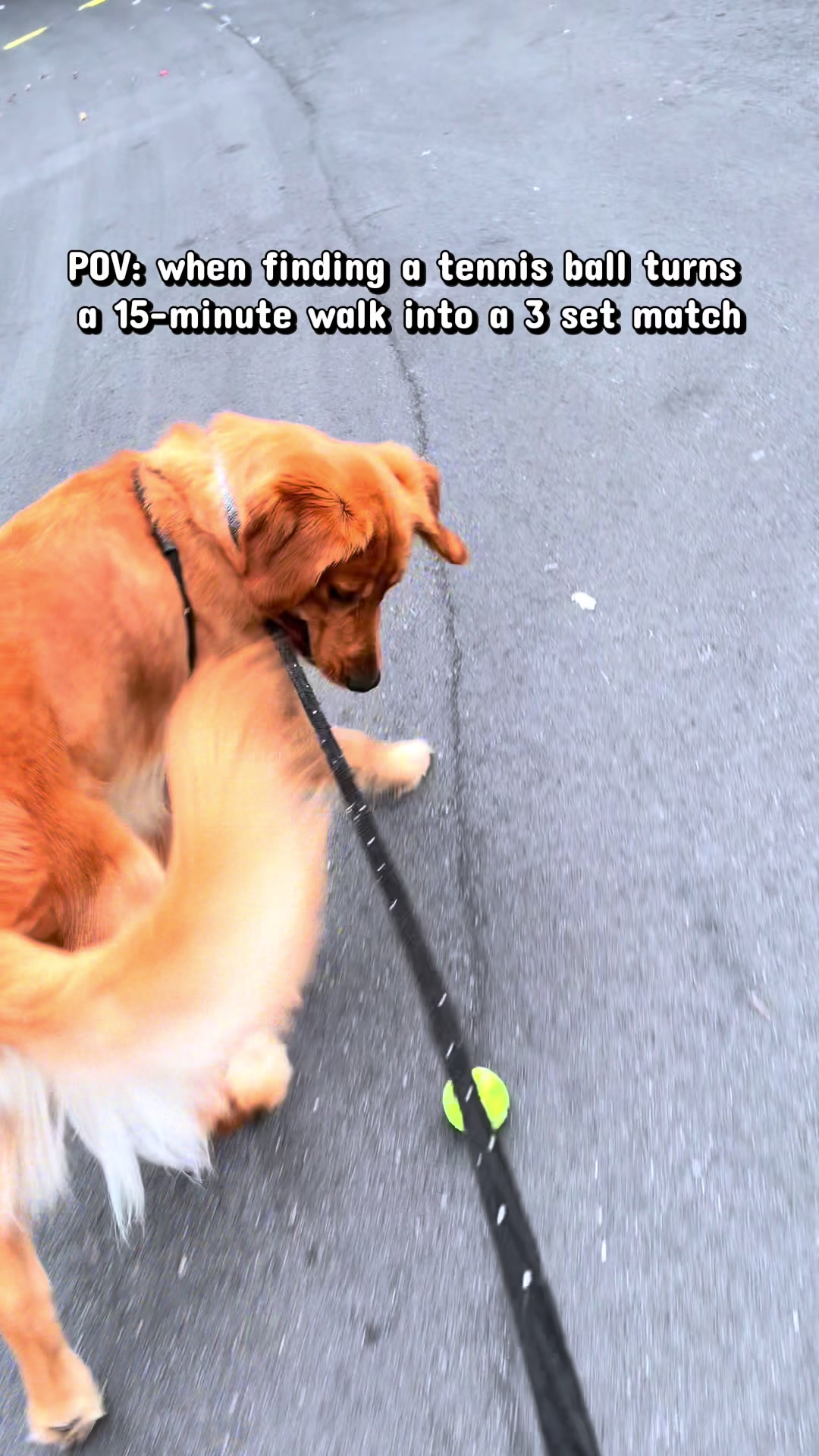 @Charlie the Golden
