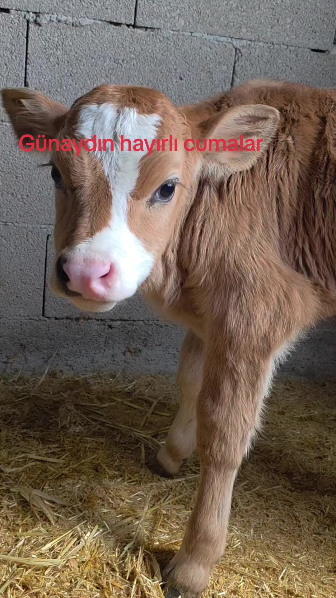 @Mehmet tc