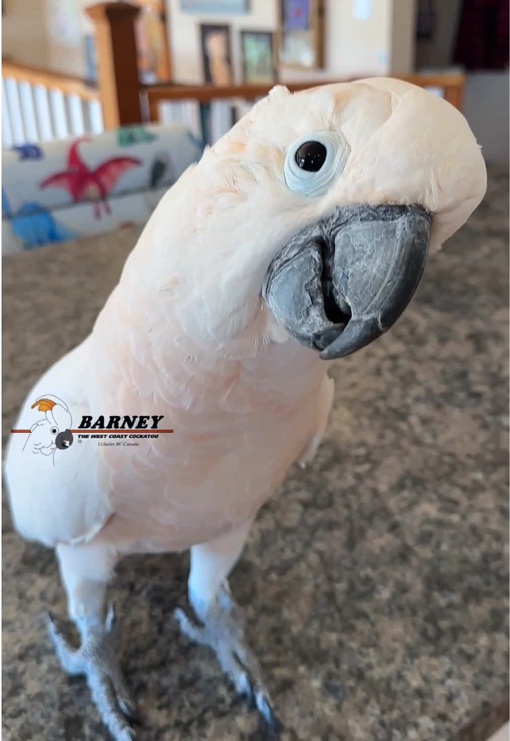 @Barney the West Coast Cockatoo