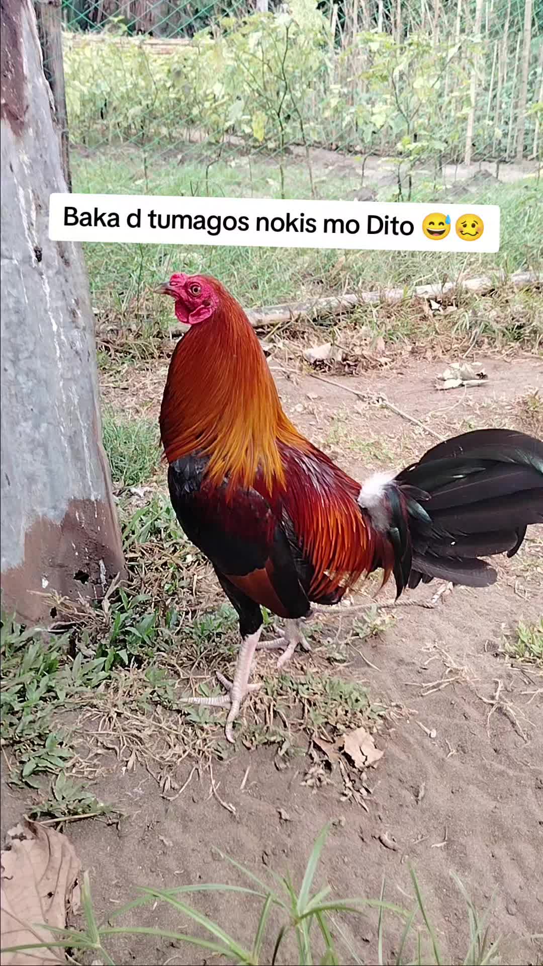 @West Garcia