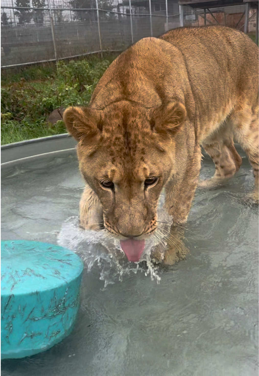 @The Wildcat Sanctuary