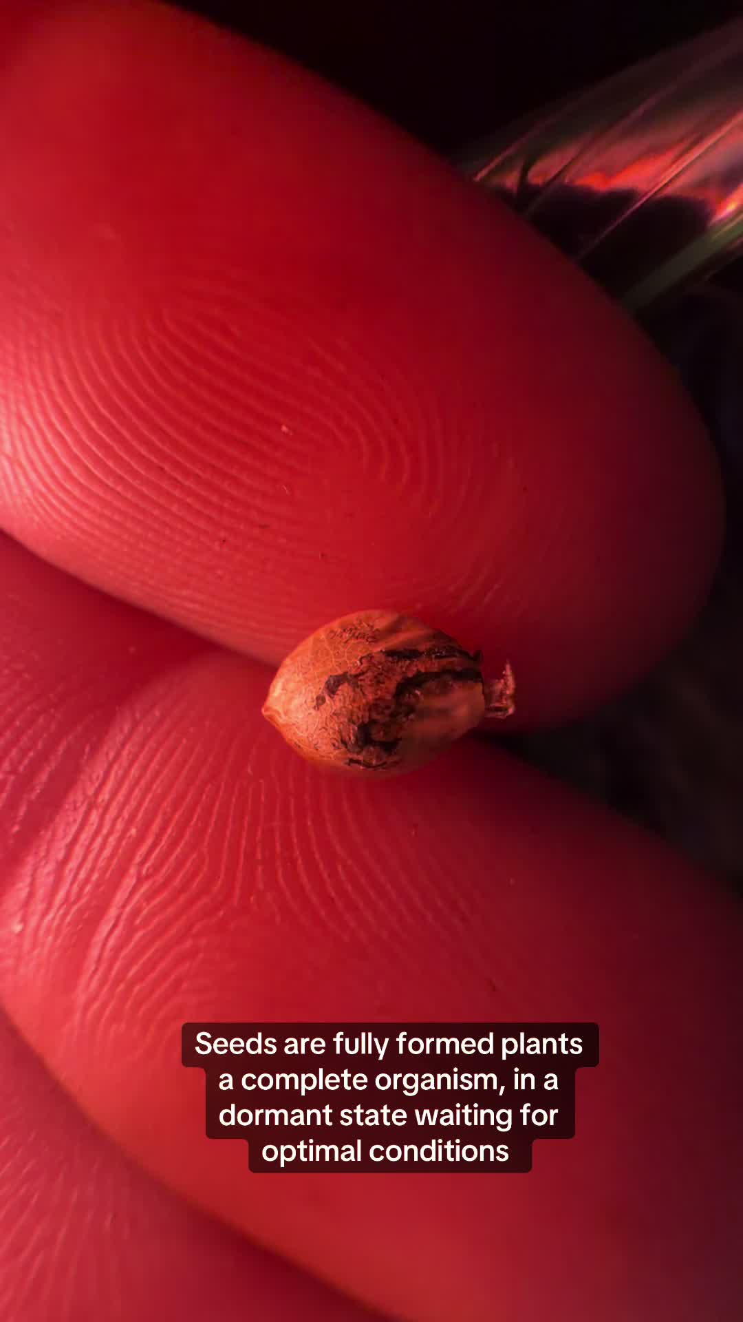 @SEEDTIVA