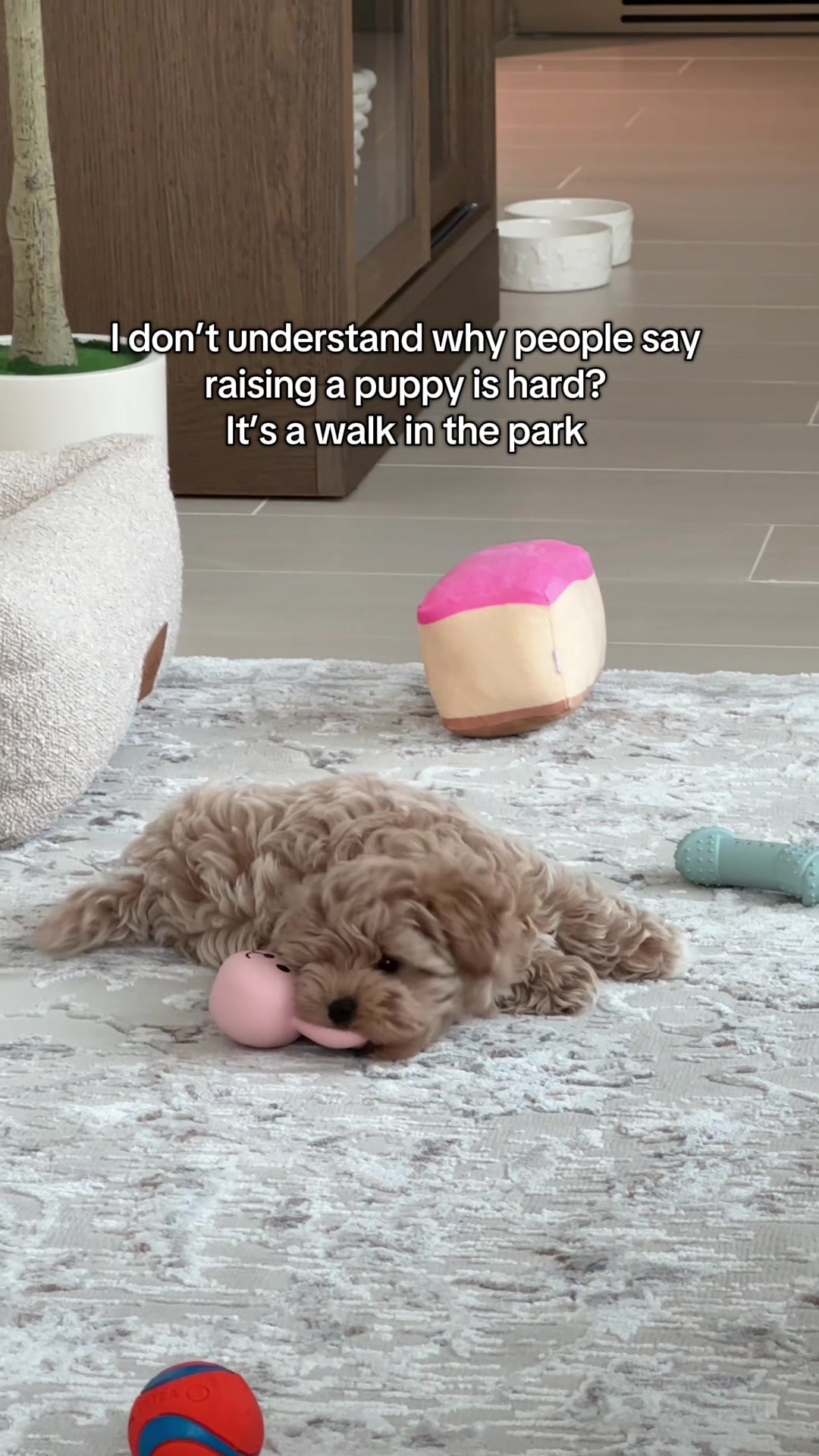@Mochi the Maltipoo 🐻