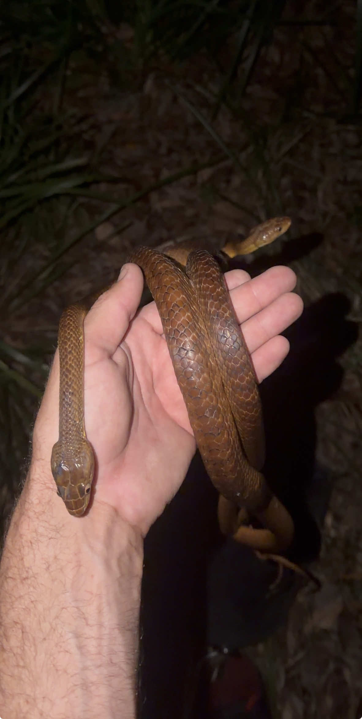 @Snake Catcher Dan