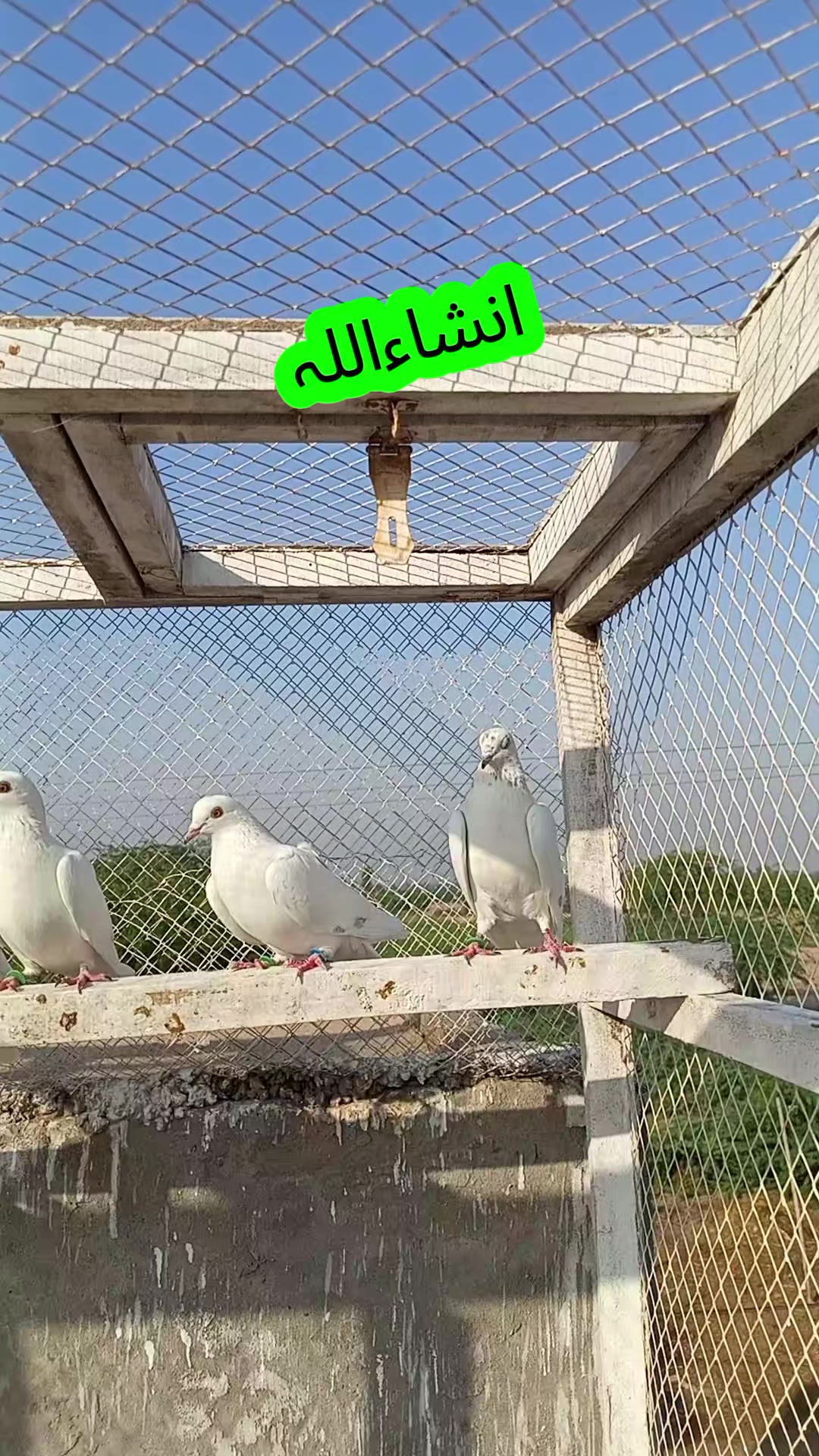 @༄ᴾᴷ᭄✿ᴅᴇᴇᴍᴀ ɢ࿐