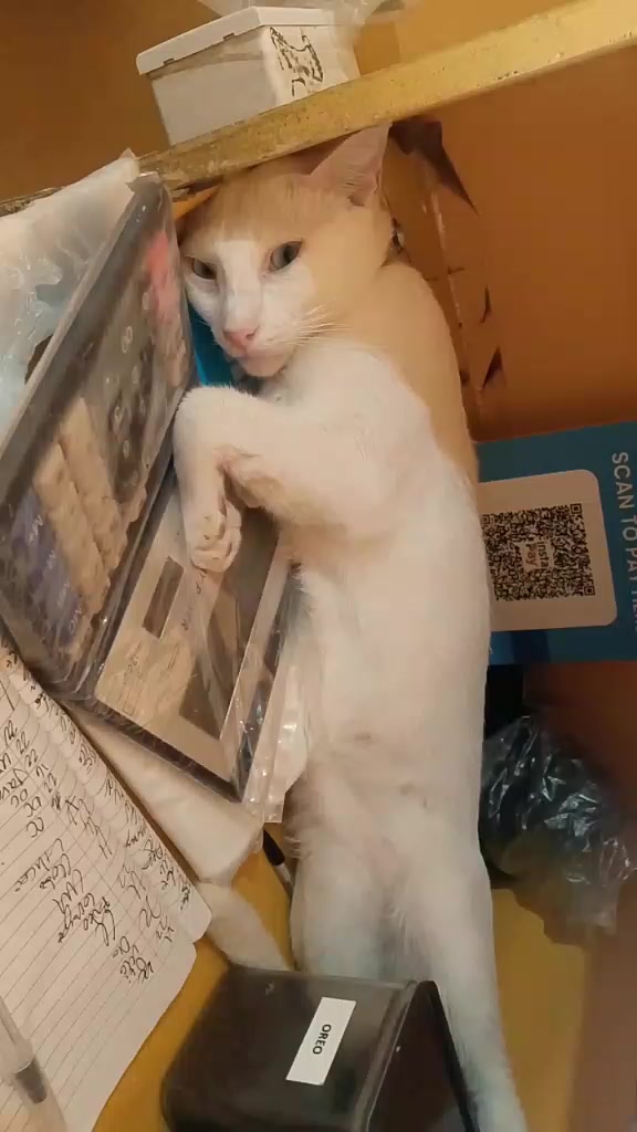 @sny meow🐈