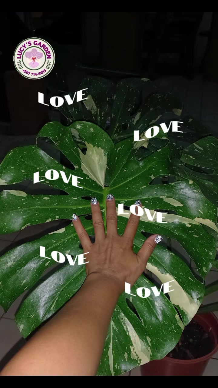 @Lucille ngadino