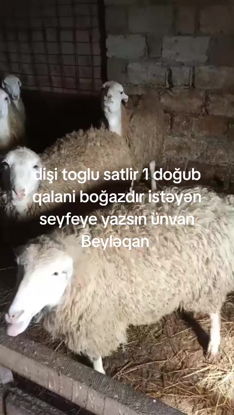 @🇦🇿 Fermer 11 🇹🇷