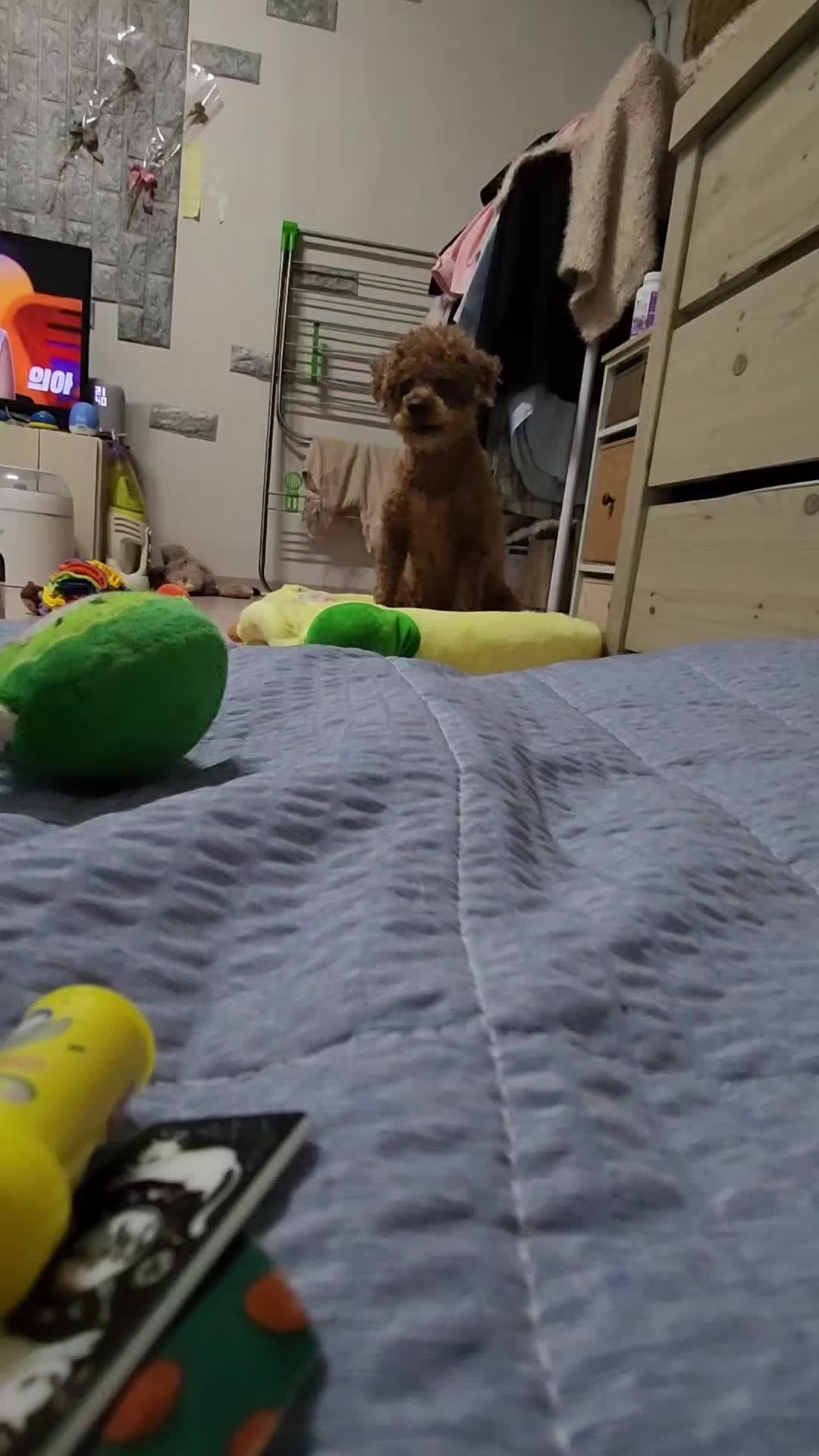 @고디 에미 요요♡