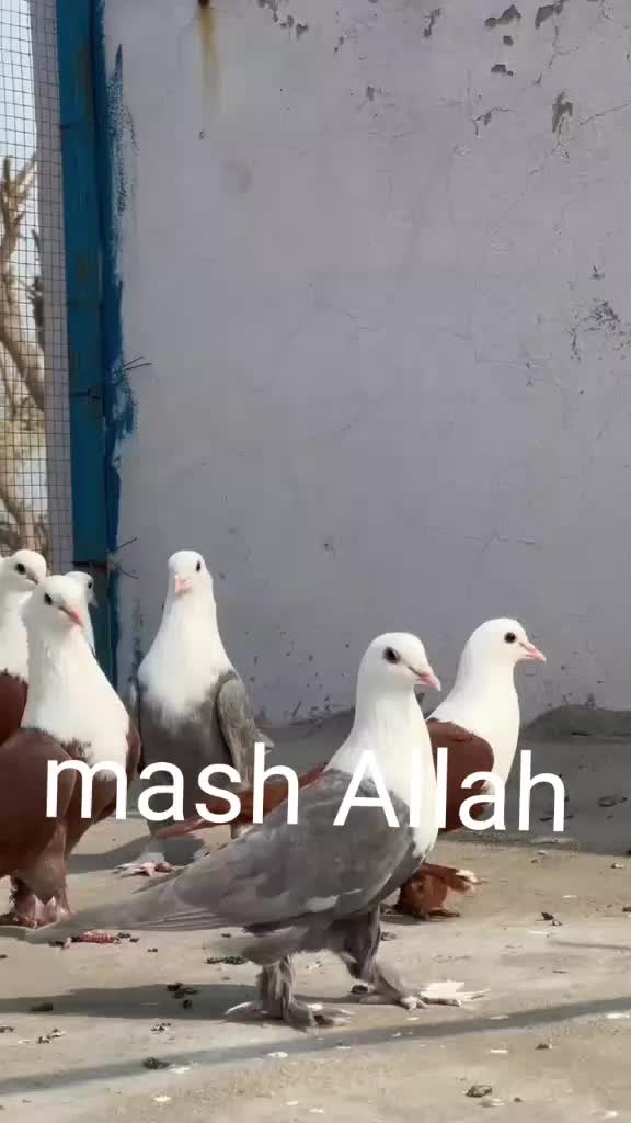 @Sakhi badshah 110