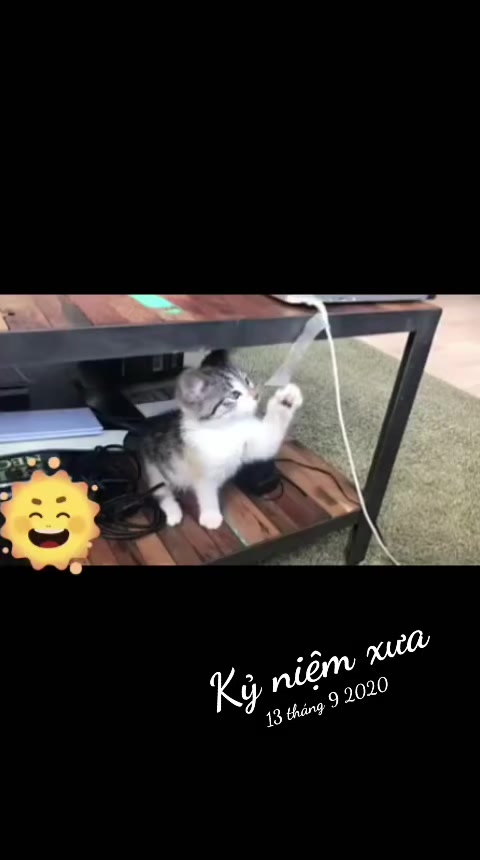 @JBN CATS