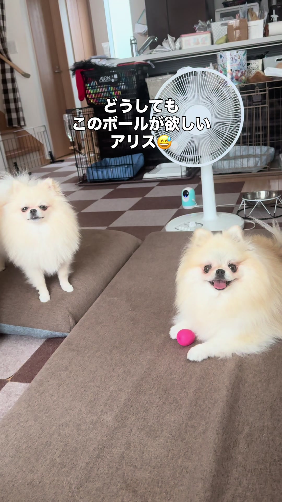 @なべちゃんチ🚐🐶🍊