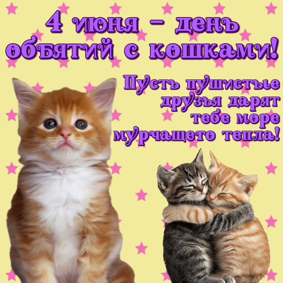 @котики на каждый день
