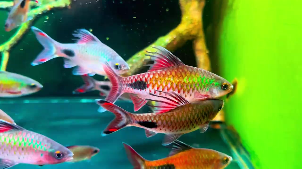 @Long chơi hồng mi bóng đêm 🦈