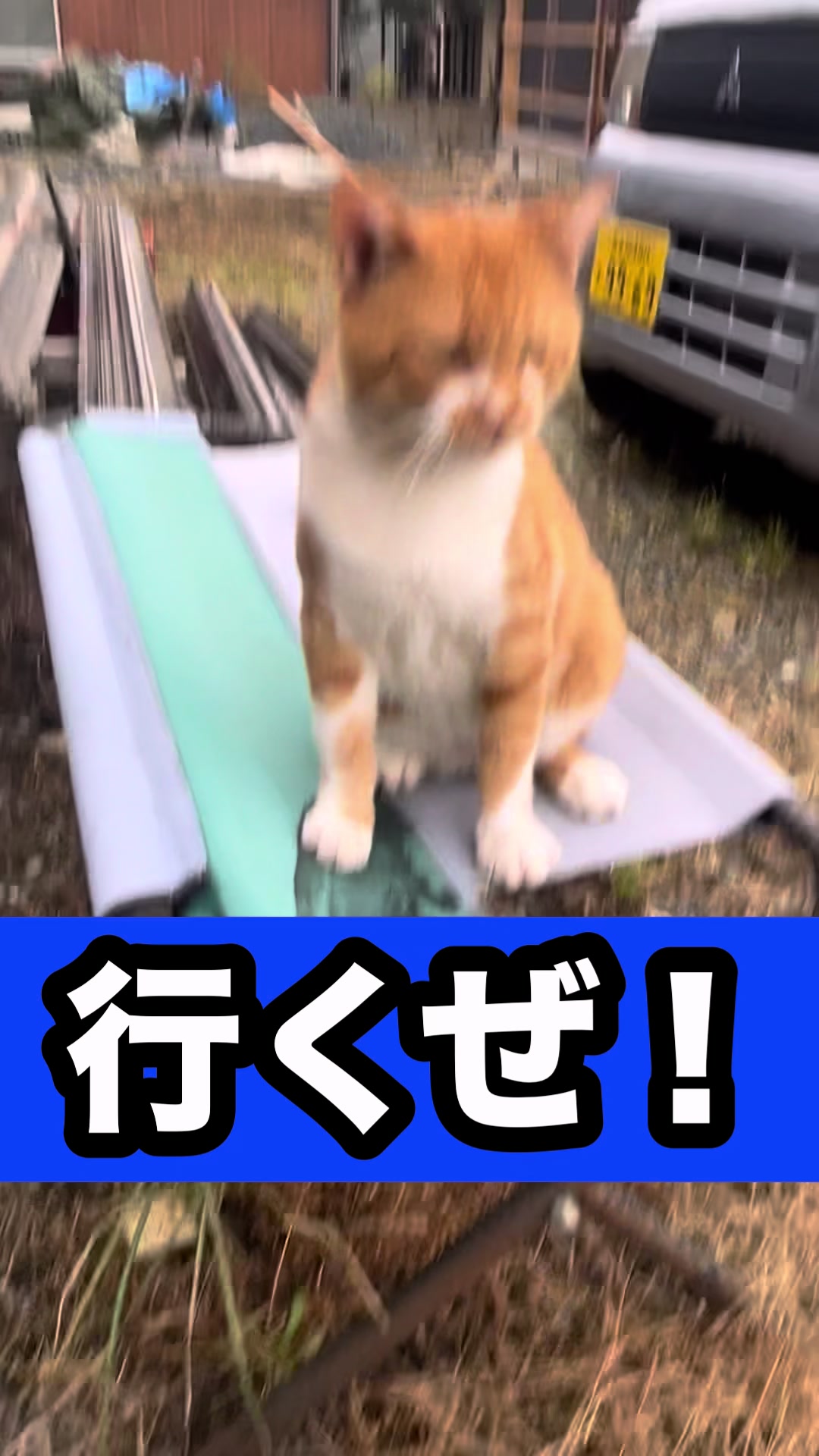 @藤原 政宗 動物好き❤️飛行機好き❤️