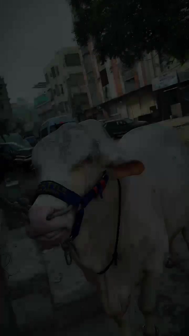 @Mohammad _ Khizram